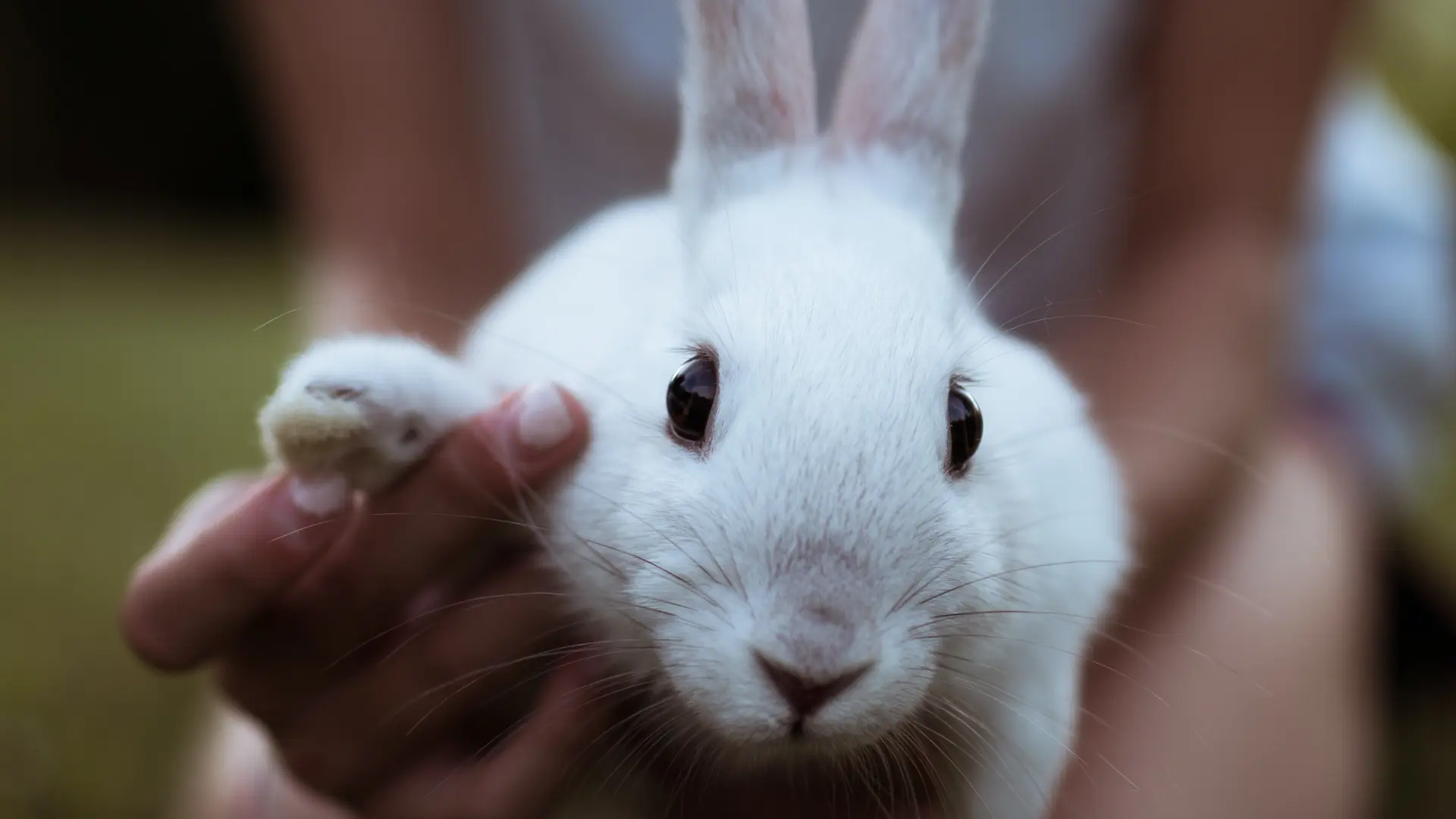 Una revisión ofrece una nueva perspectiva sobre cómo afrontar el duelo por  la pérdida de una mascota