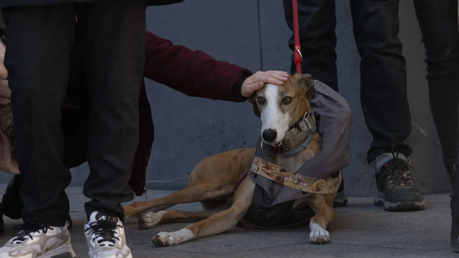 cuanto tiempo debe estar enjaulado un perro