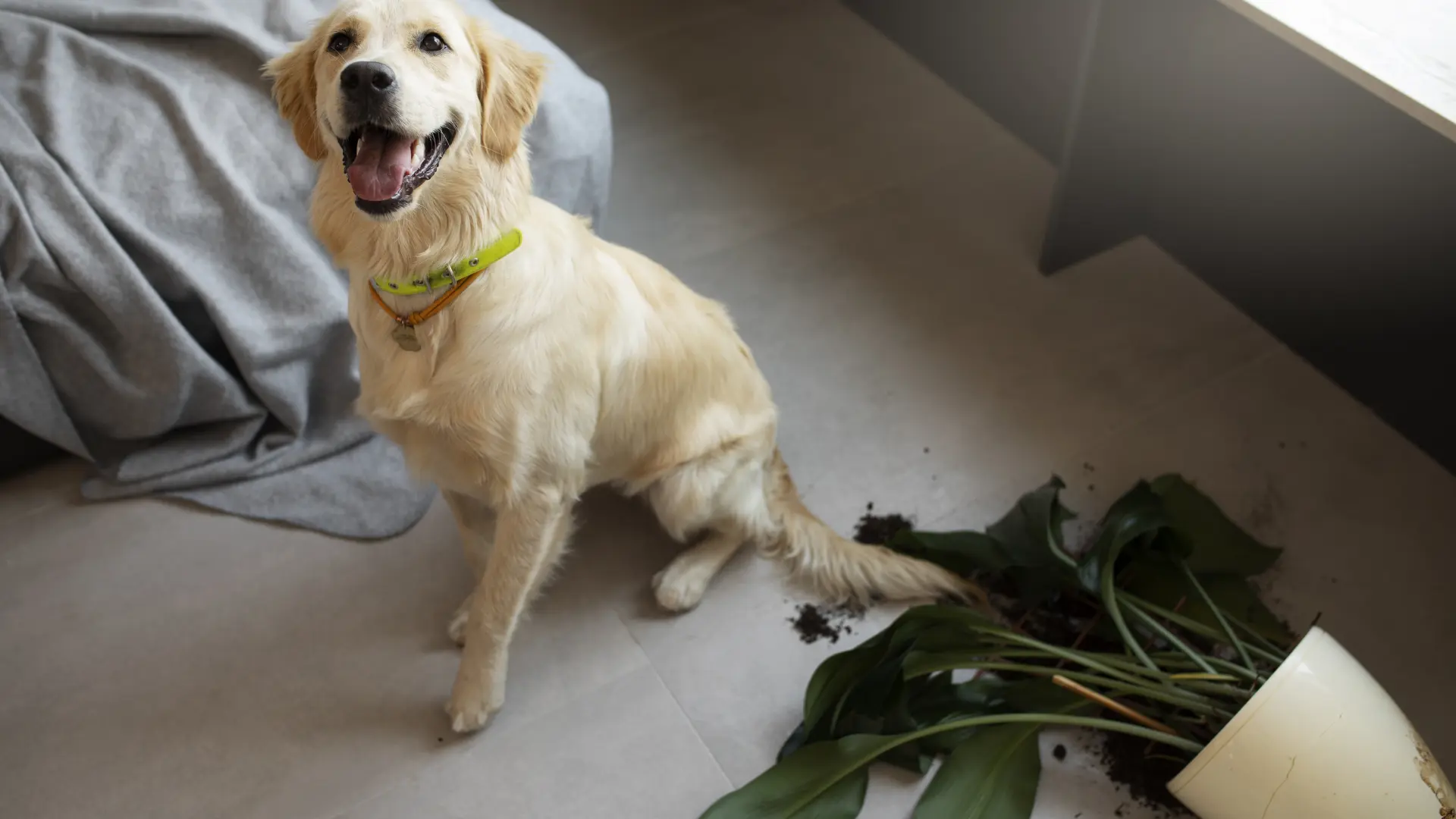 Los actuales dueños de perros quedan eximidos del curso de formación que manda la ley