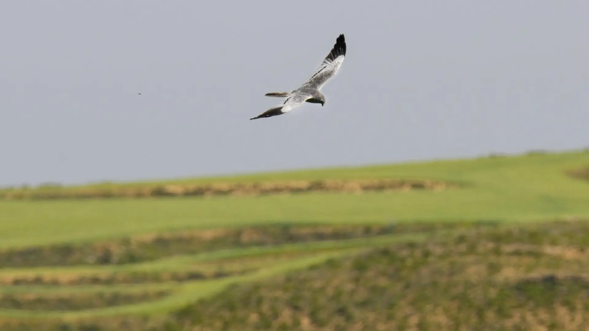 Crisis de biodiversidad: Menos pájaros y más dificultades para criar esta  primavera