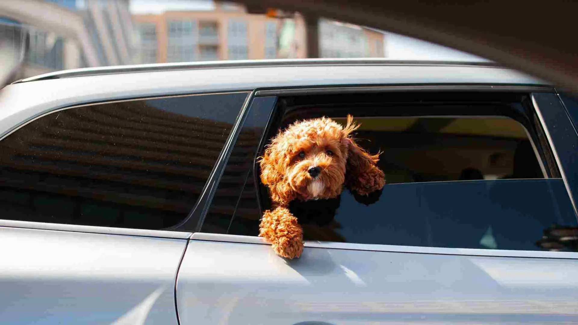 Cómo llevar a un perro en el coche para que no te multen?