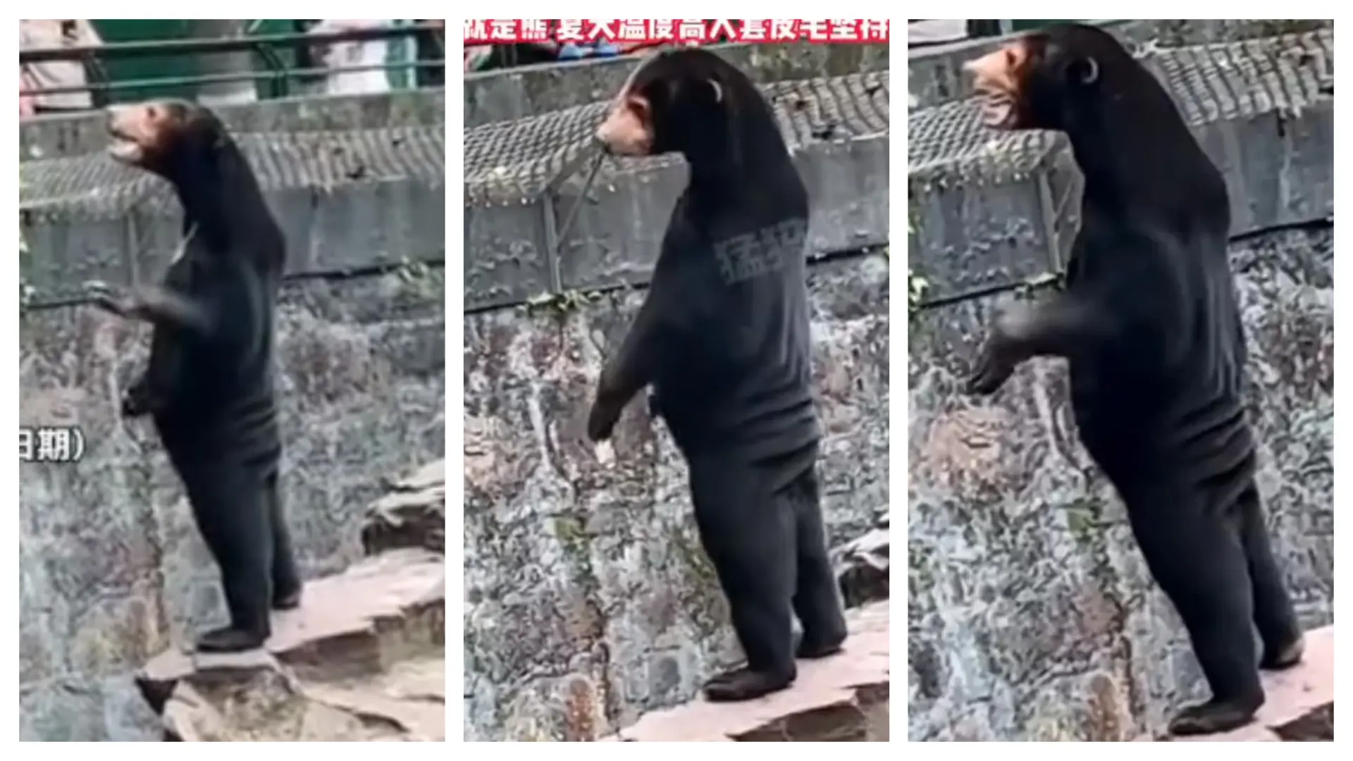 Un zoo de China se ve obligado a aclarar que sus osos no son personas  disfrazadas