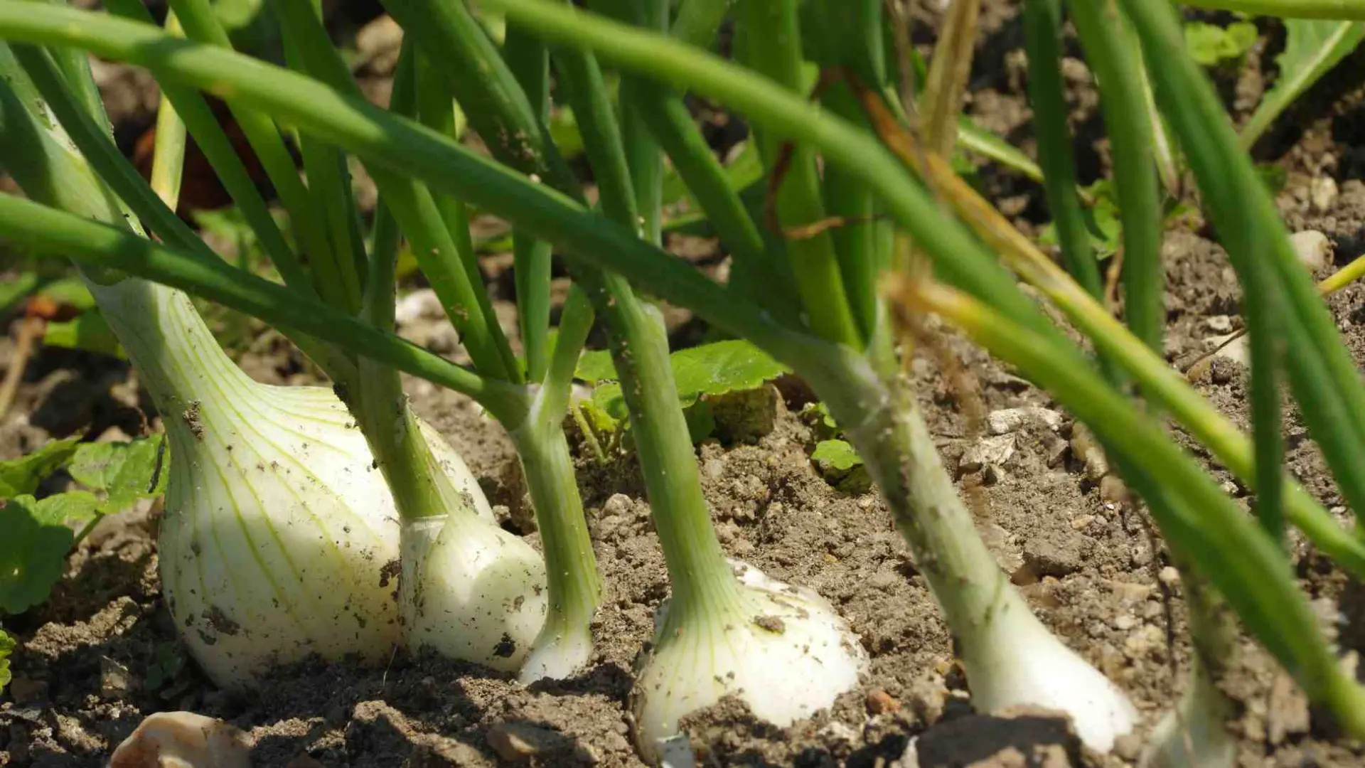 Qu Plantar En Septiembre De Seg N El Calendario Del Huerto