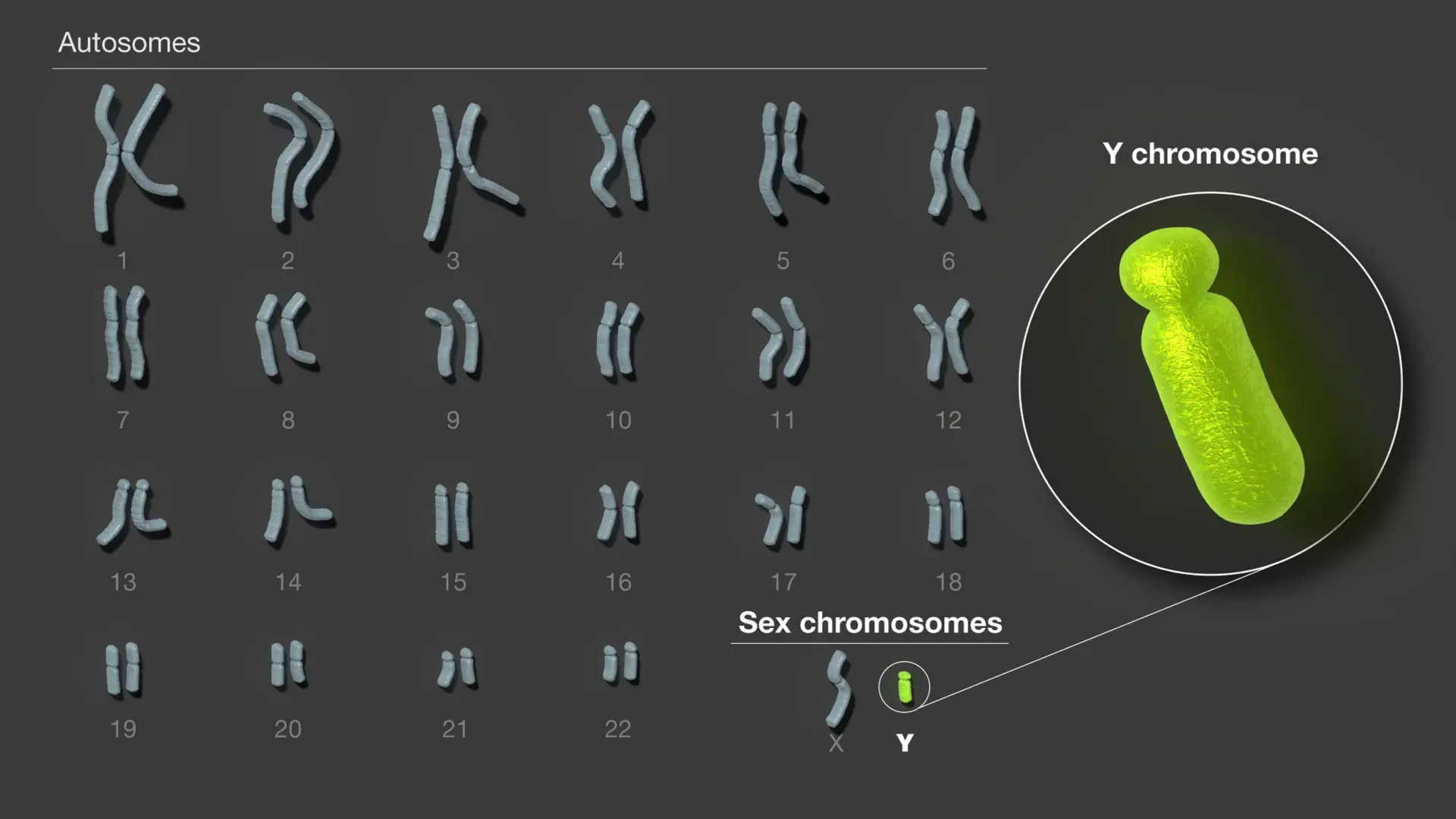 Descifrado El Cromosoma Y La última Pieza Del Genoma Humano Completo