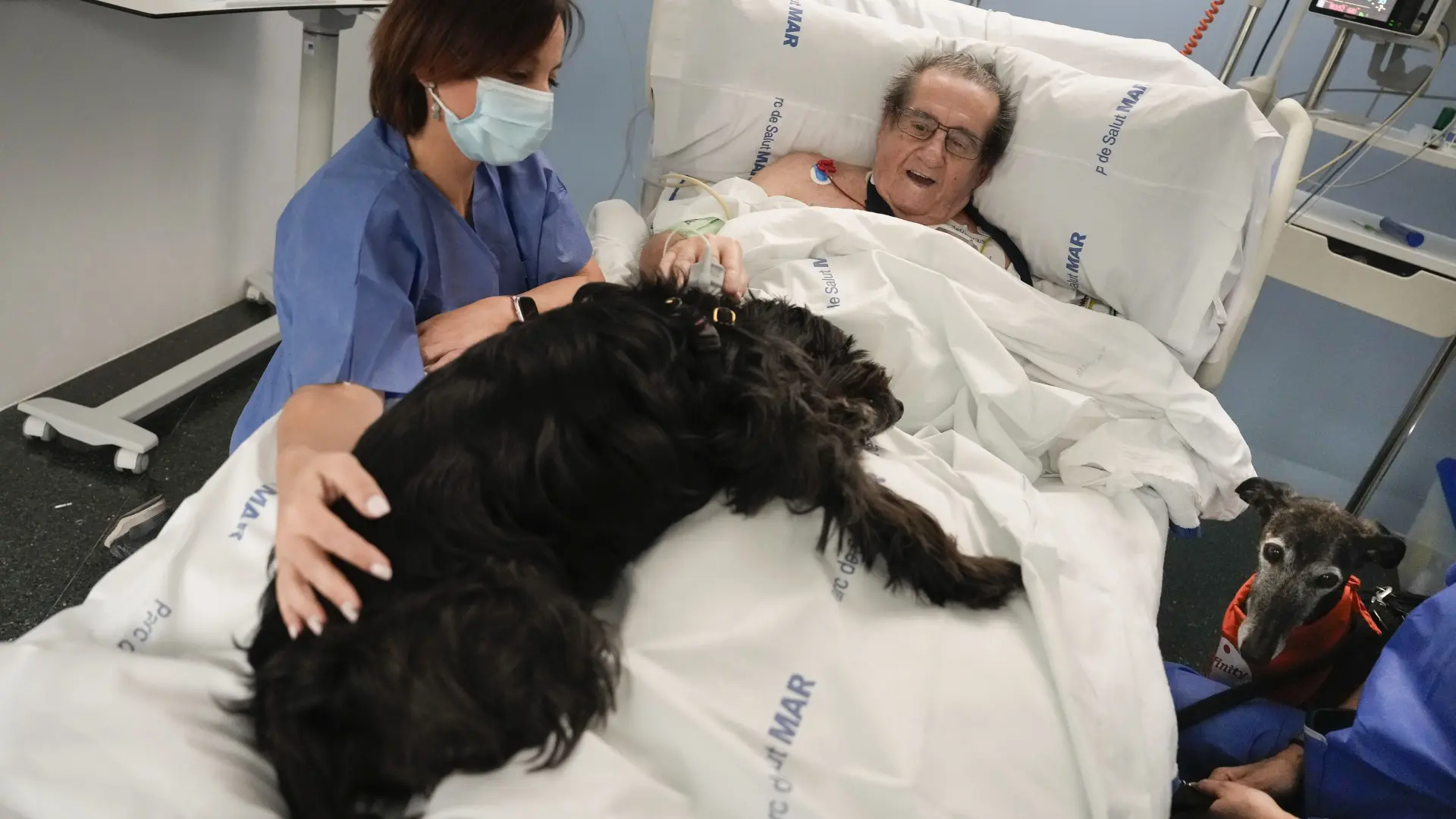 El Hospital del Mar introduce perros de terapia en la UCI para estudiar su  impacto en pacientes