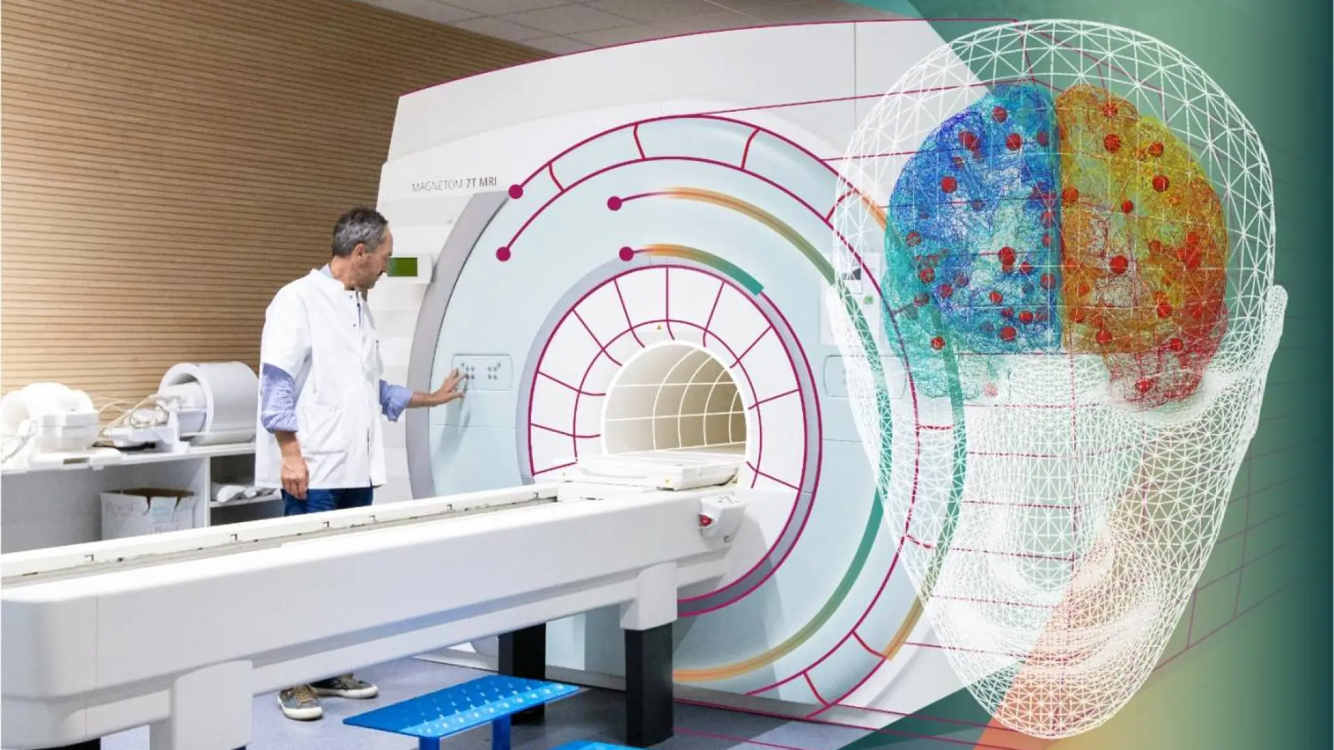 etiquetado dentro del modelo de cerebro