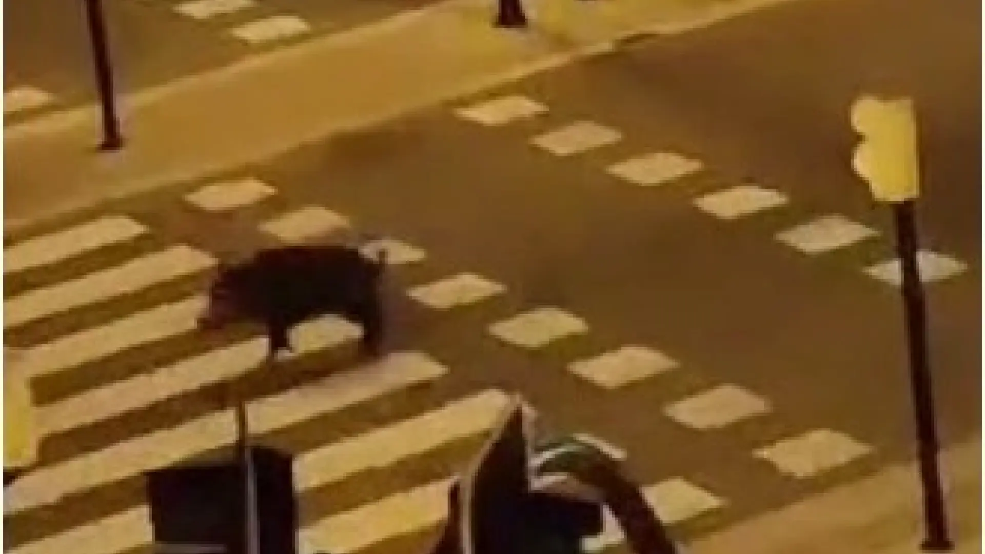 Un jabalí se pasea por las calles de Zaragoza