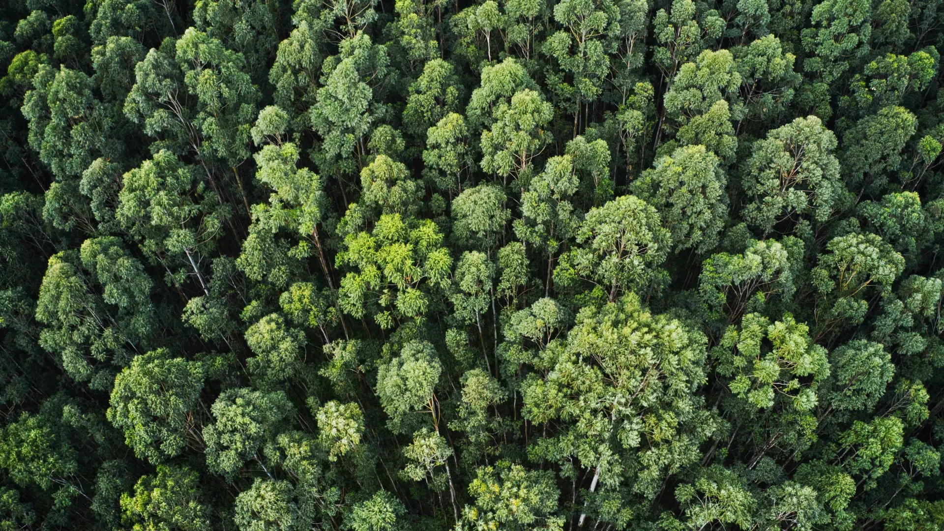 An overhead aerial shot of a thick forest with beautiful trees and greenery