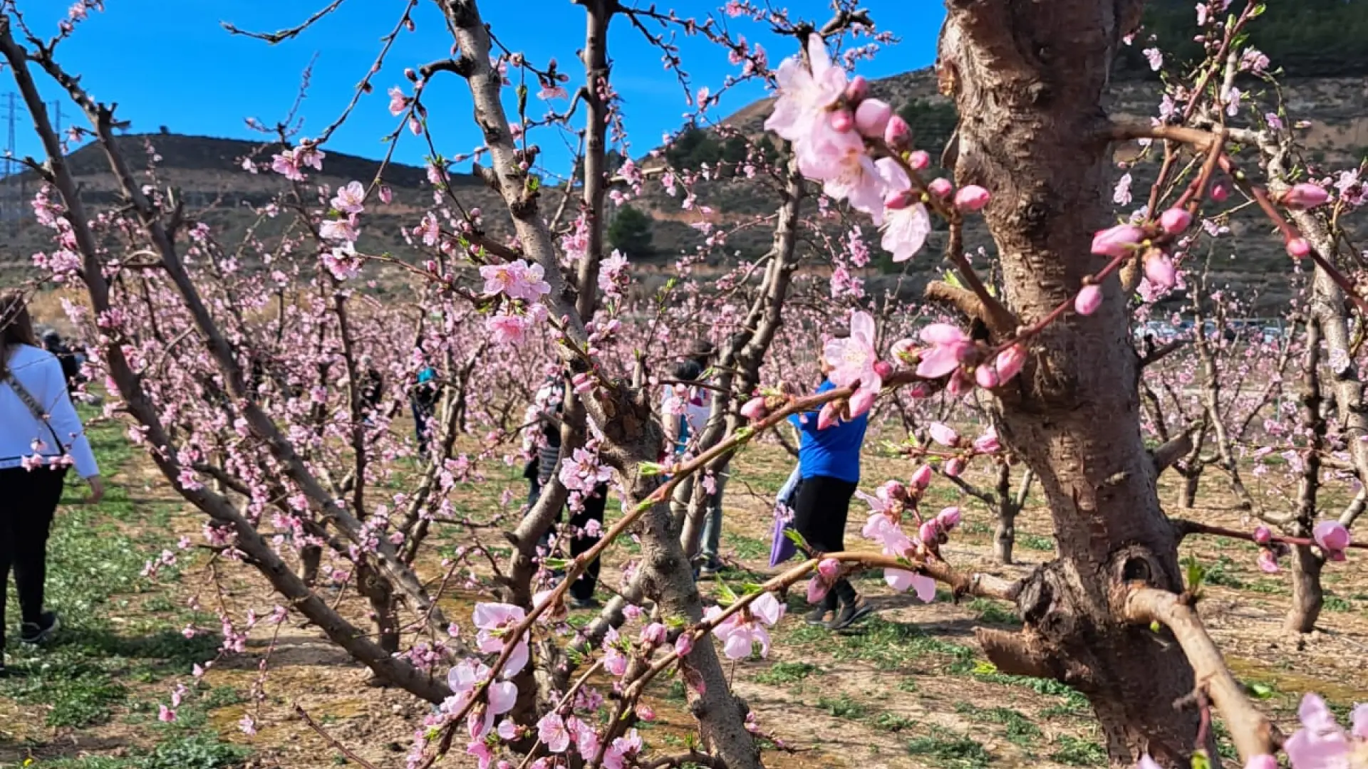 Este Invierno Es El Más Cálido De La Serie Histórica En España Y La Primavera Seá Más Calurosa 0382