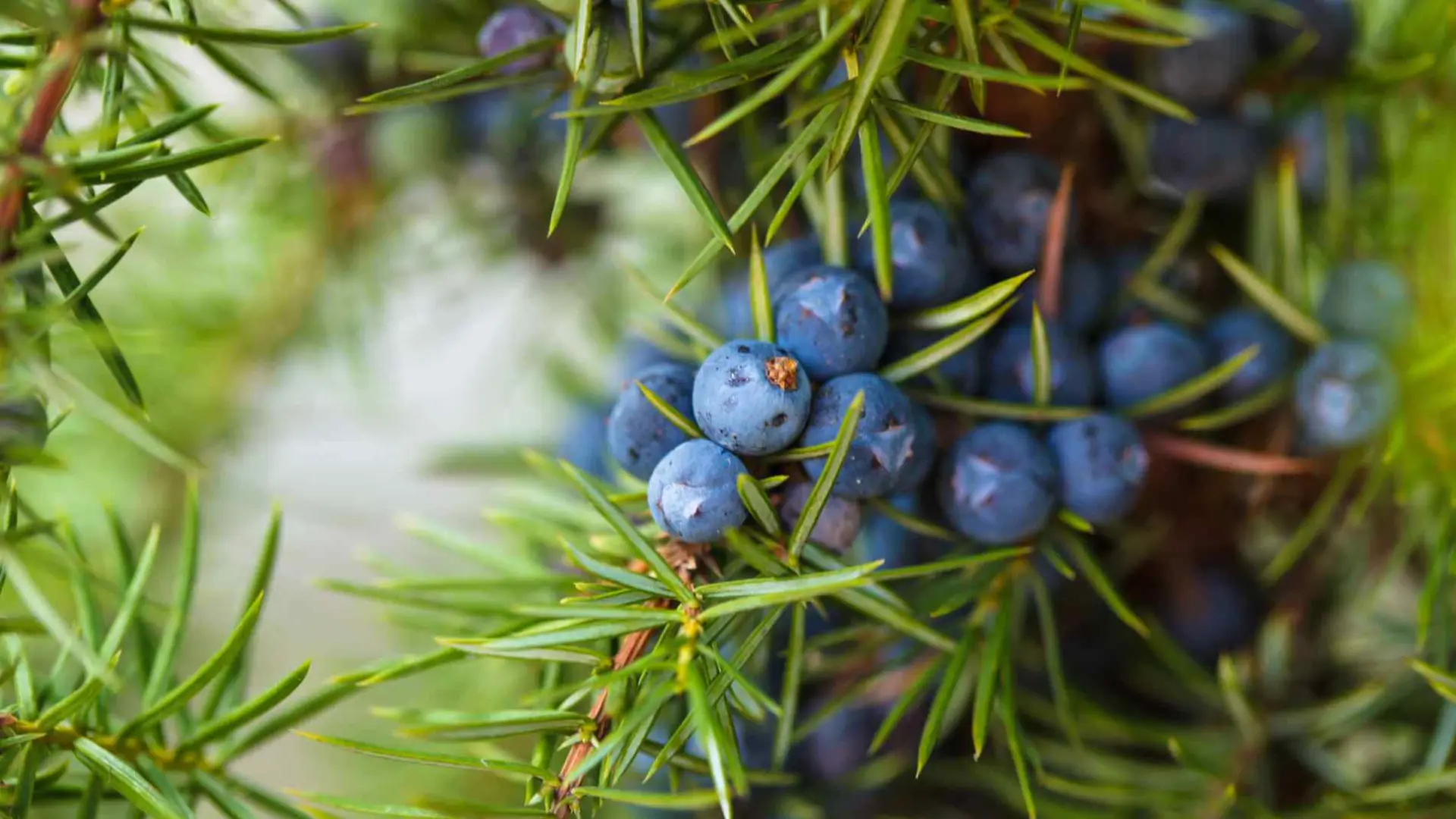 La poderosa fruta azul llena de magnesio y calcio que fortalece los huesos.