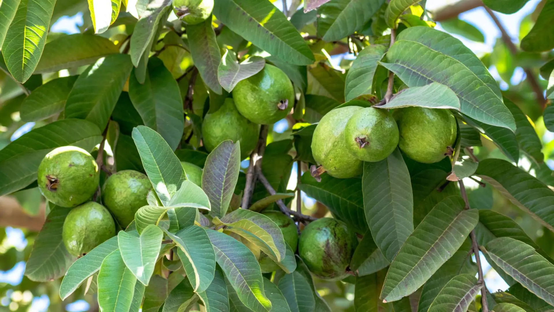 A fruit that helps reduce blood sugar and lower blood pressure