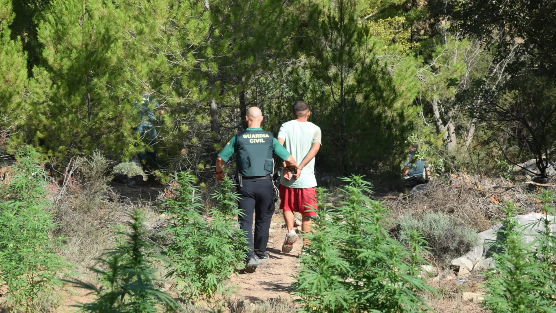 La Guardia Civil de Teruel desmantela una plantación de marihuana y detiene a una persona