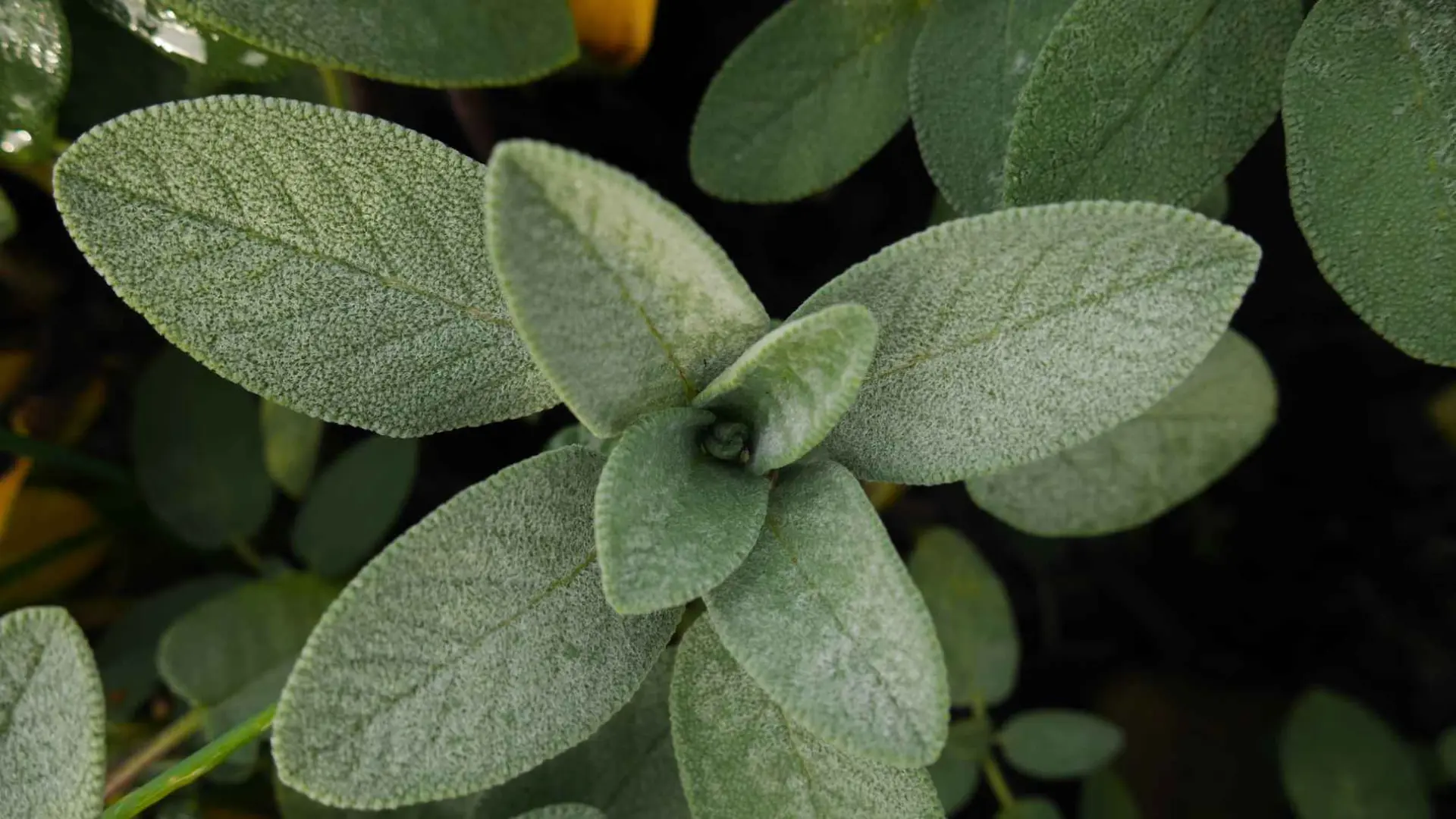 La planta que controla el azúcar en sangre y mejora la memoria y la concentración