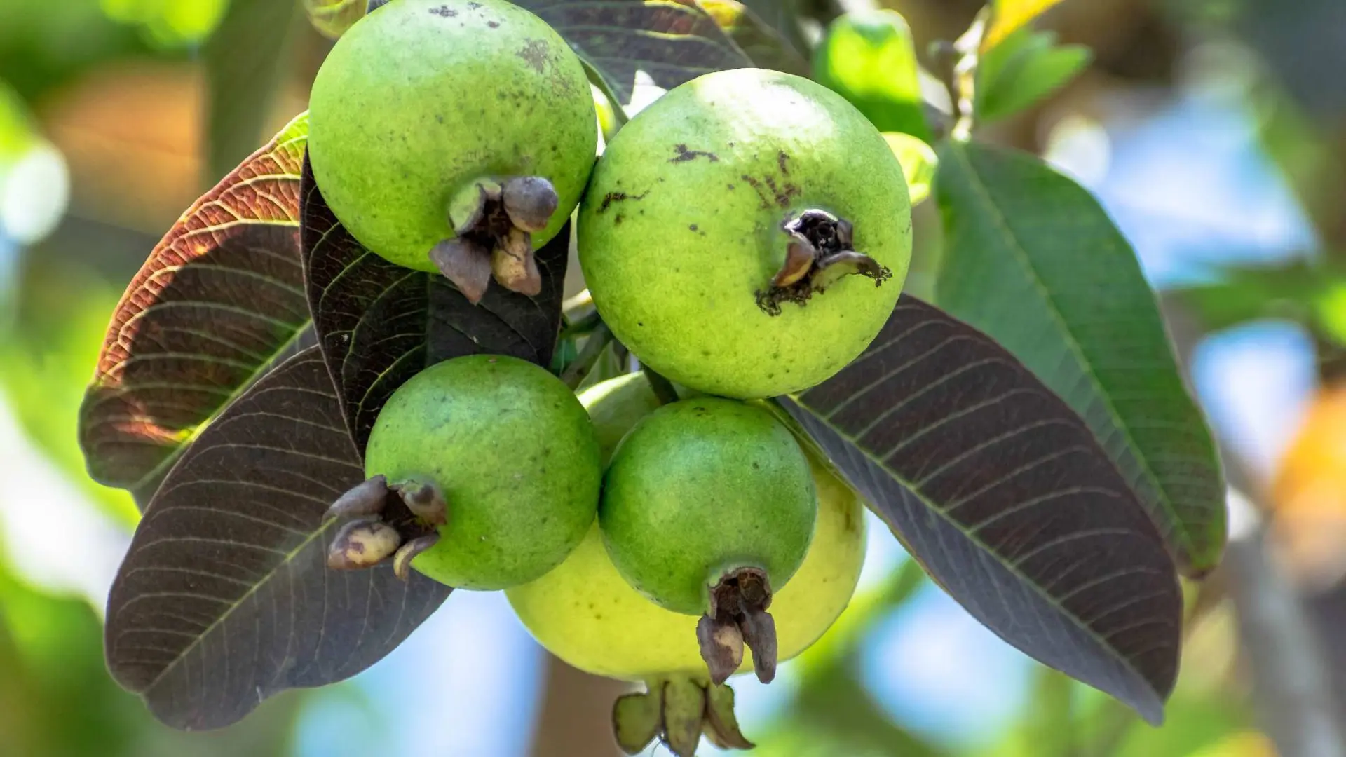 A fruit that regulates blood sugar and helps lower blood pressure