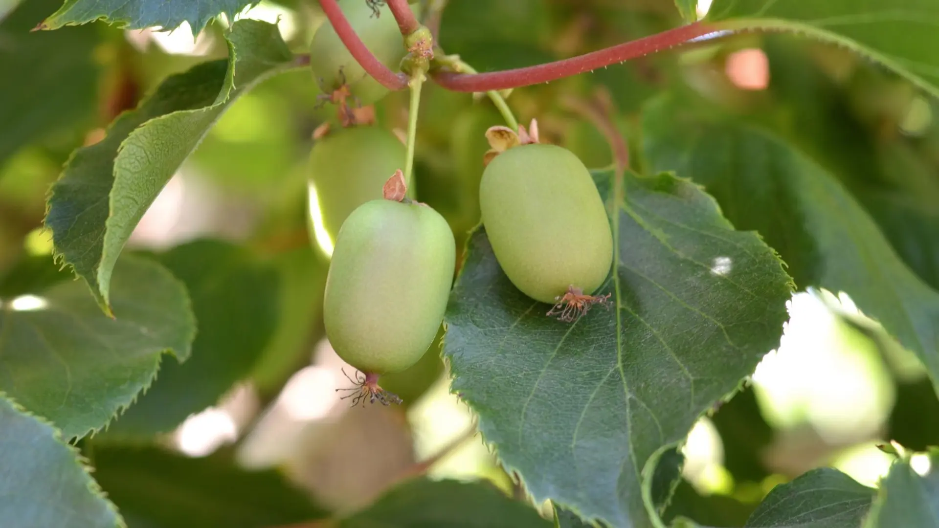 La fruta perfecta para producir colágeno y vitamina c que fortalece las articulaciones y los huesos