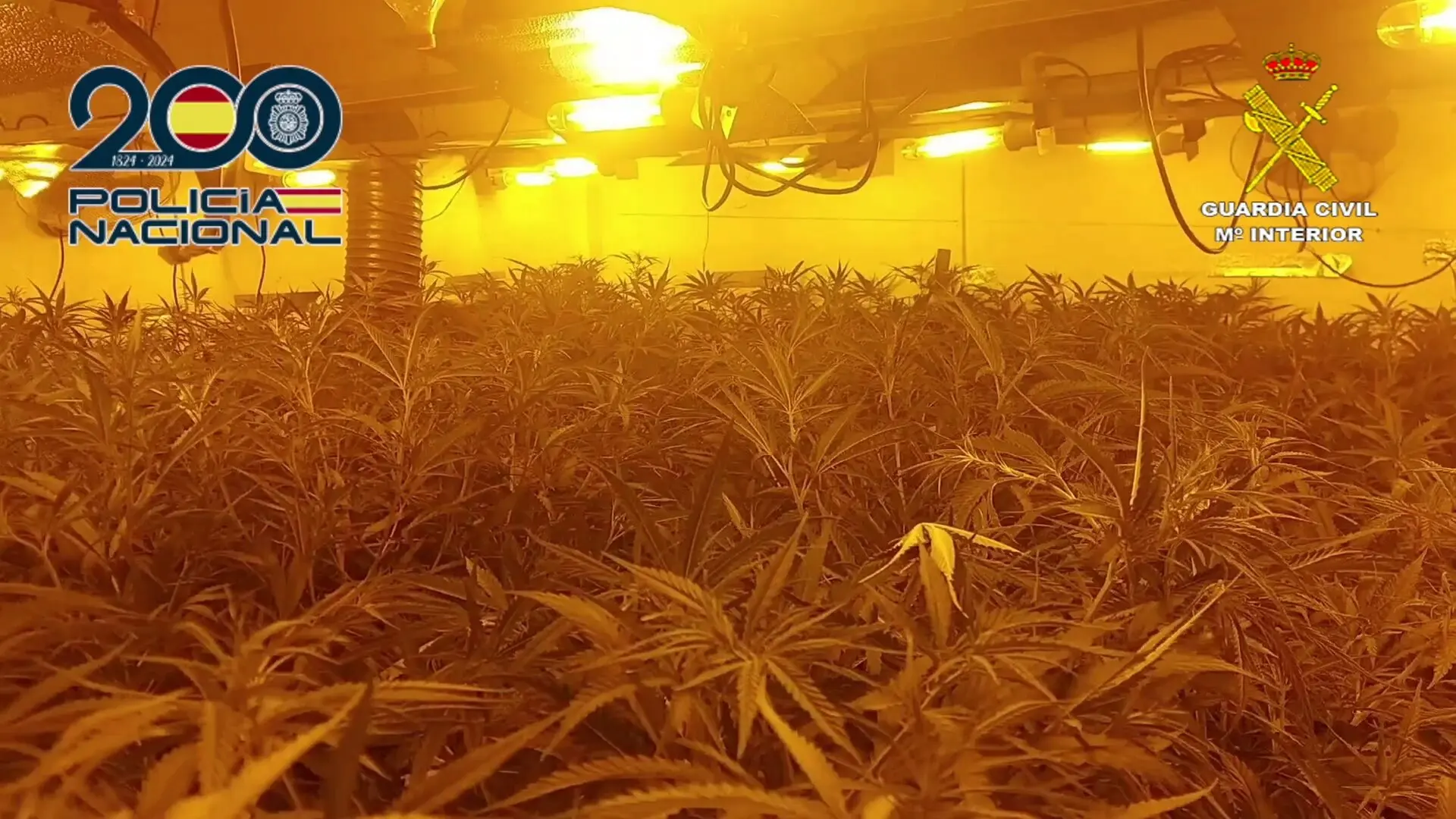 Desarticulan en Granada y Málaga una organización que cultivaba marihuana en casas de lujo