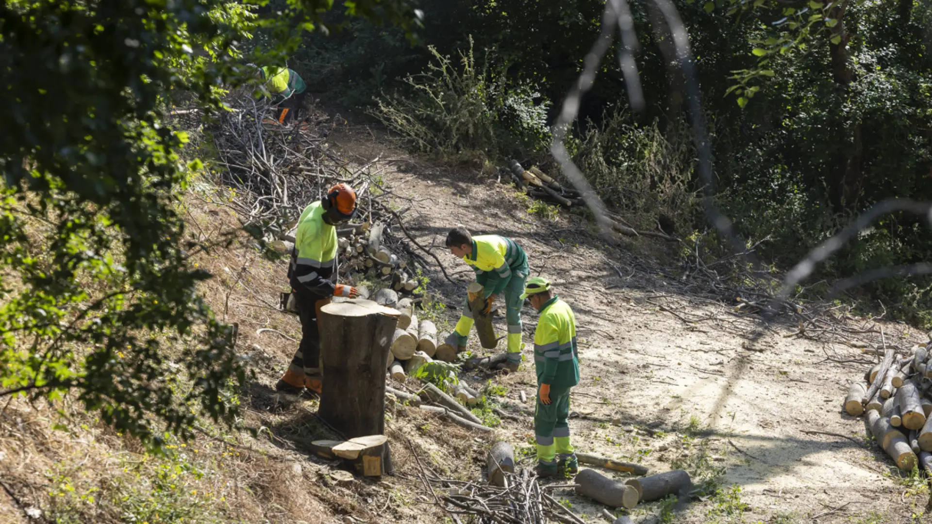 Comienza la tala de 1. 500 ailantos en la ribera del huerva de zaragoza: así retiran los árboles muertos