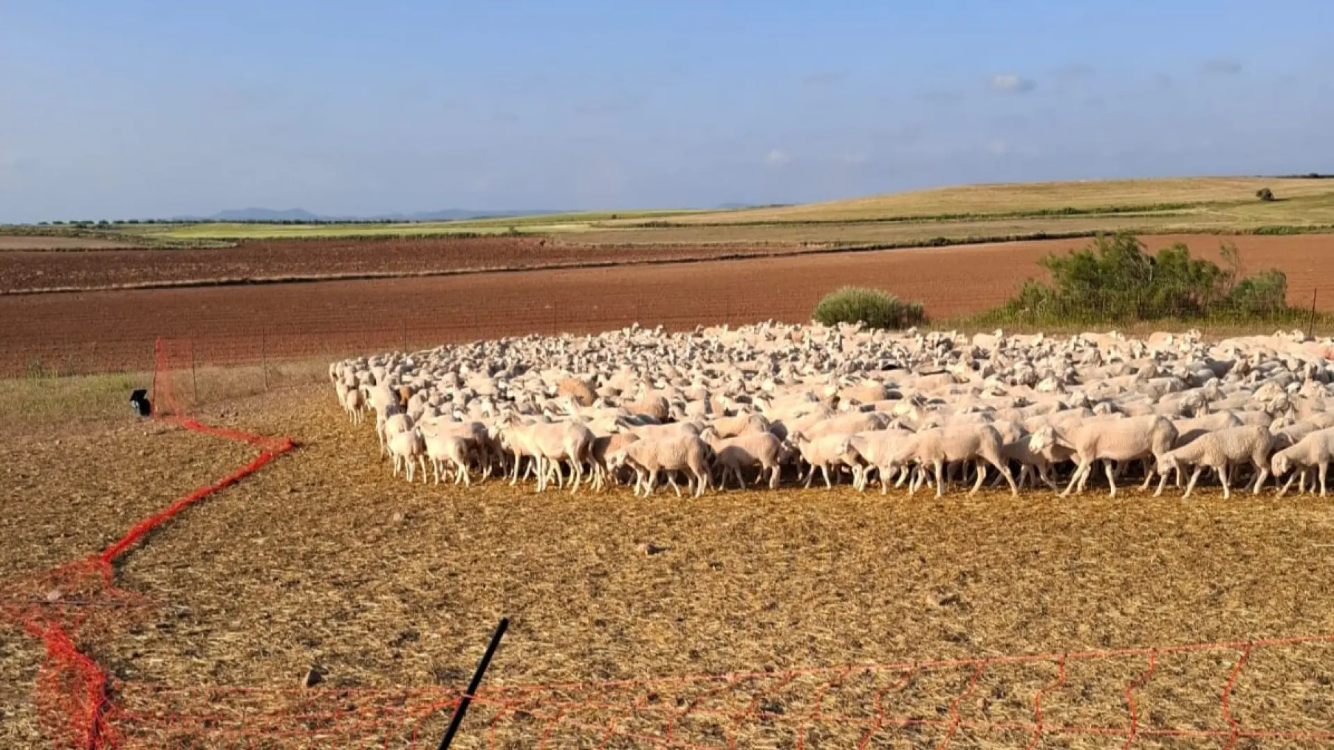Un ataque de perros asilvestrados a un rebaño de alcañiz deja 25 ovejas muertas