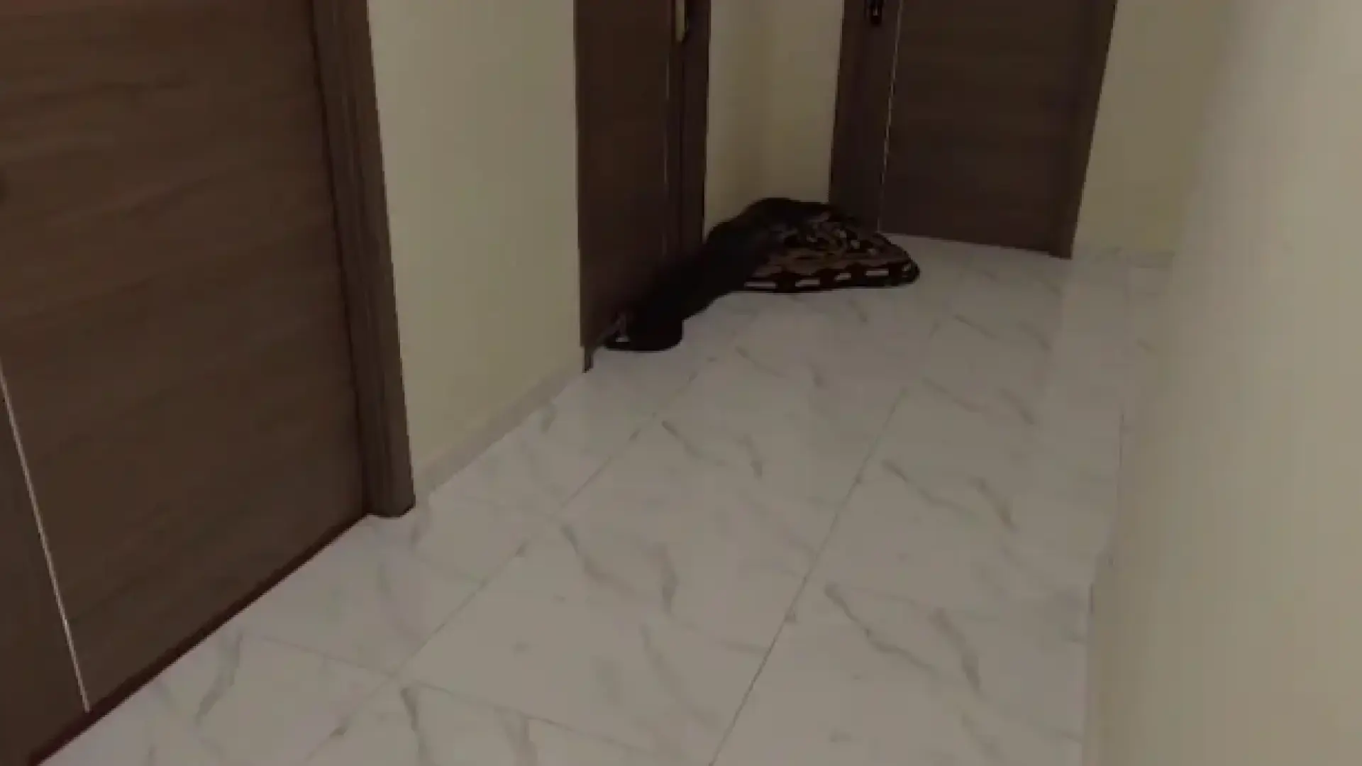 Se viraliza un vídeo de dos serpientes reptando por los pasillos de un edificio en bangkok