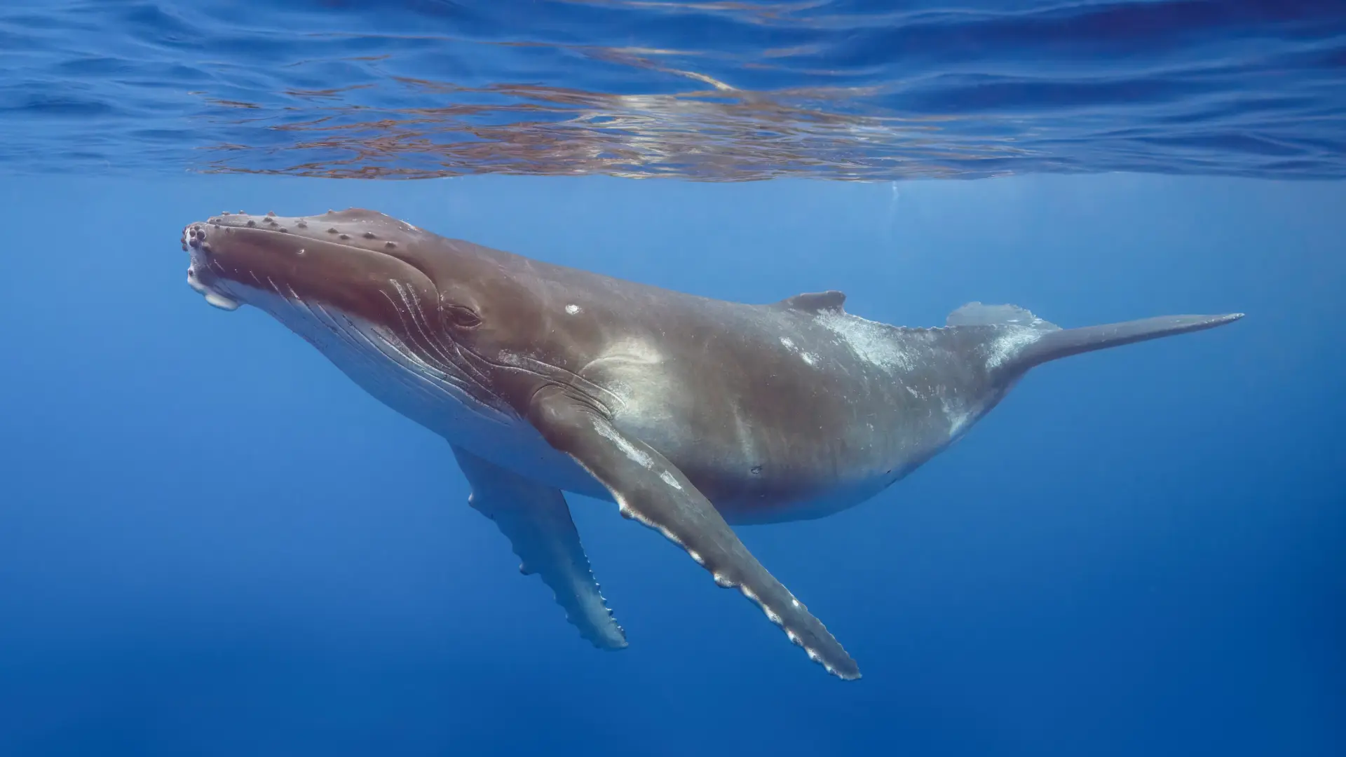 Descubre por qué el mar no es azul para las ballenas