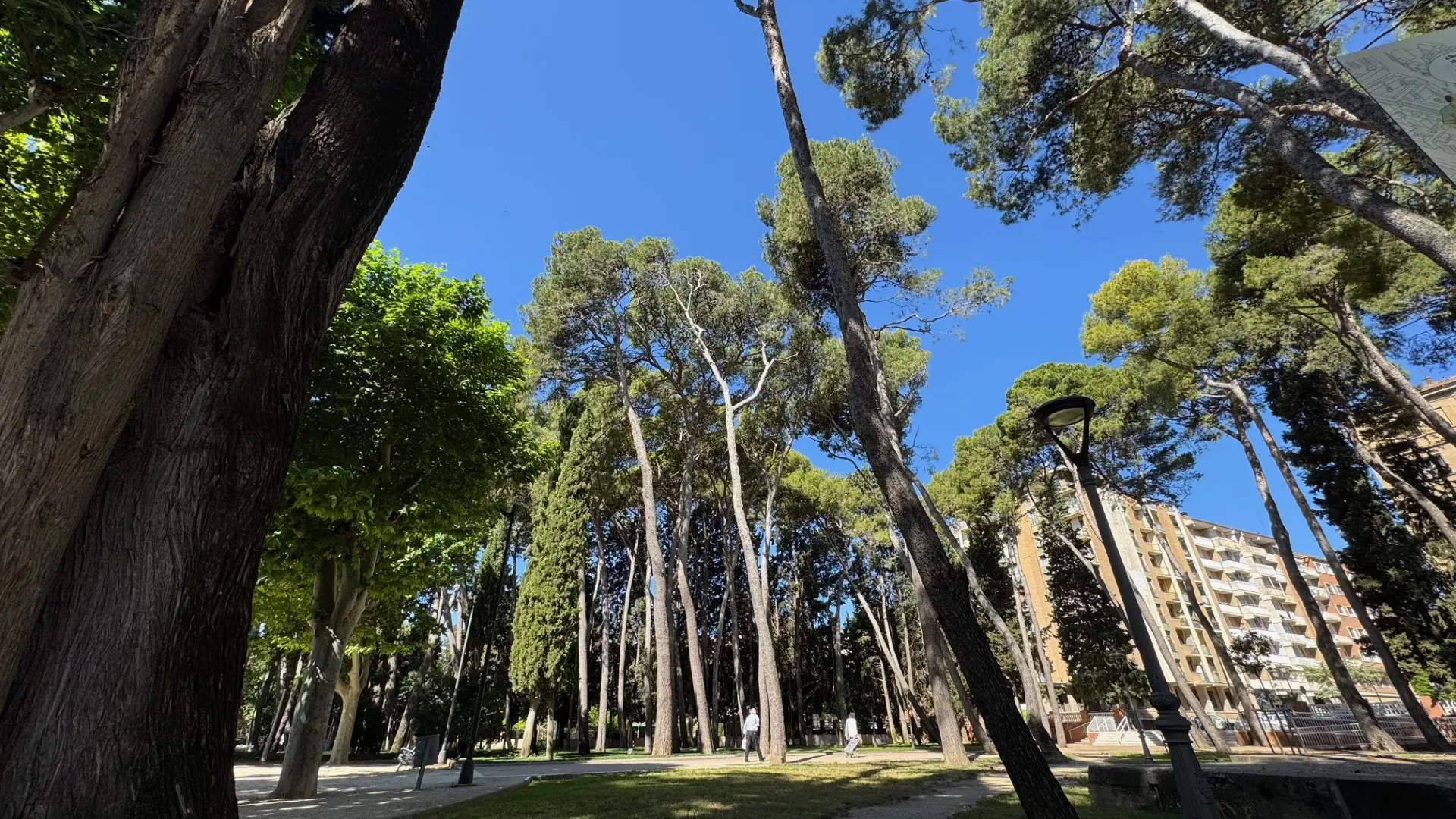 Huesca lanza una encuesta ciudadana sobre el futuro del pinar del parque miguel servet