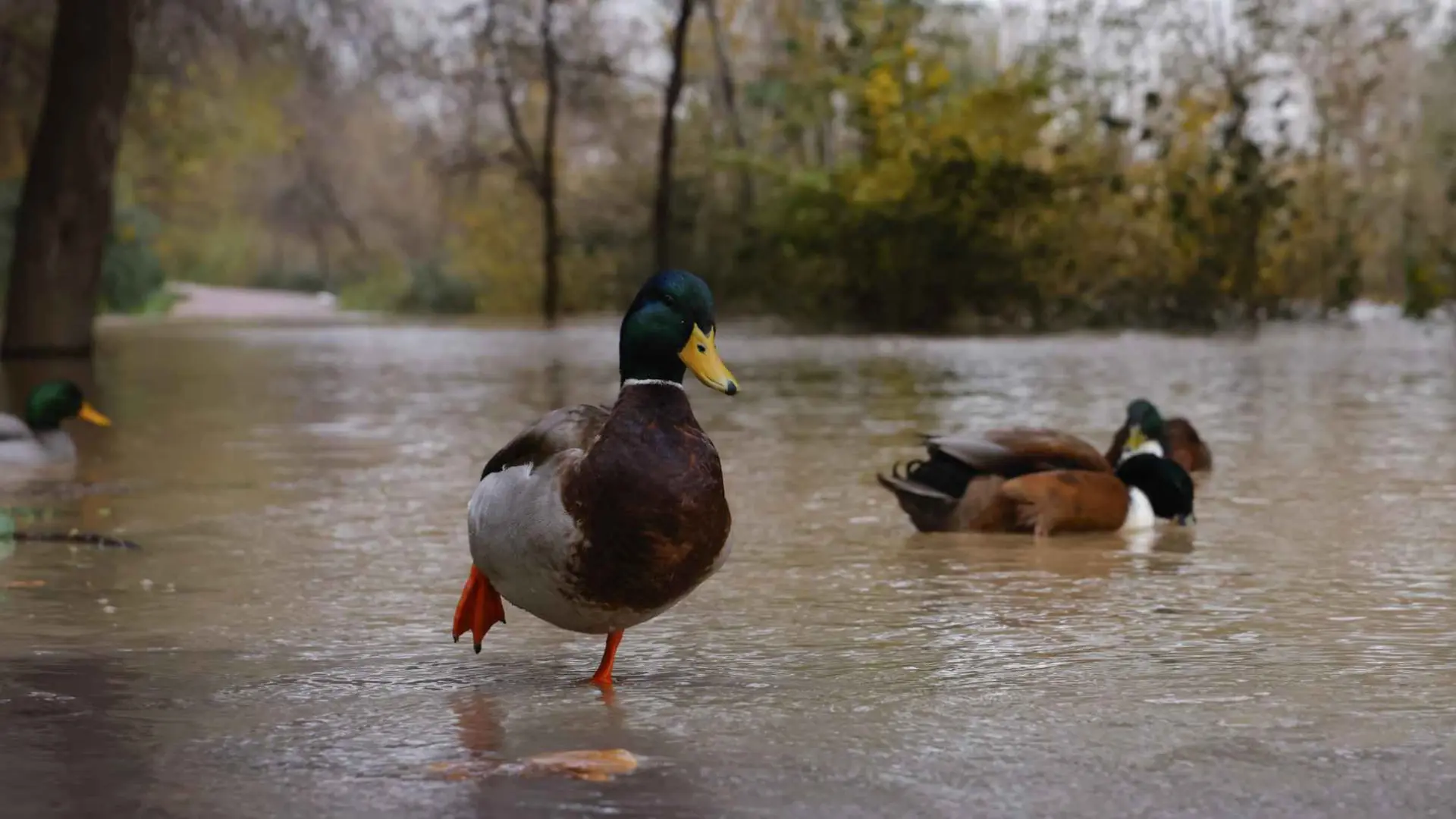 El río ebro se inundará de patos a su paso por zaragoza