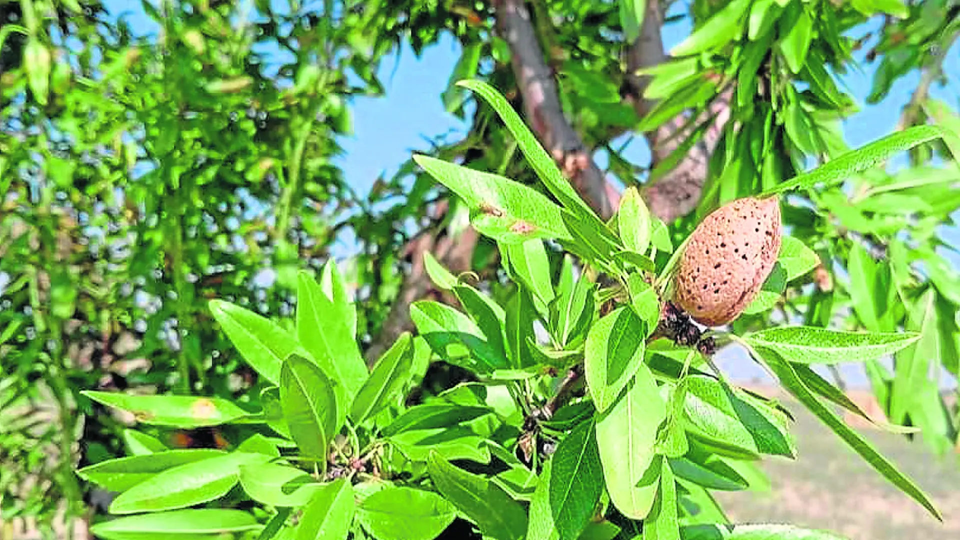 Estimación de cosecha de almendra en aragón: más producción sobre mayor superficie