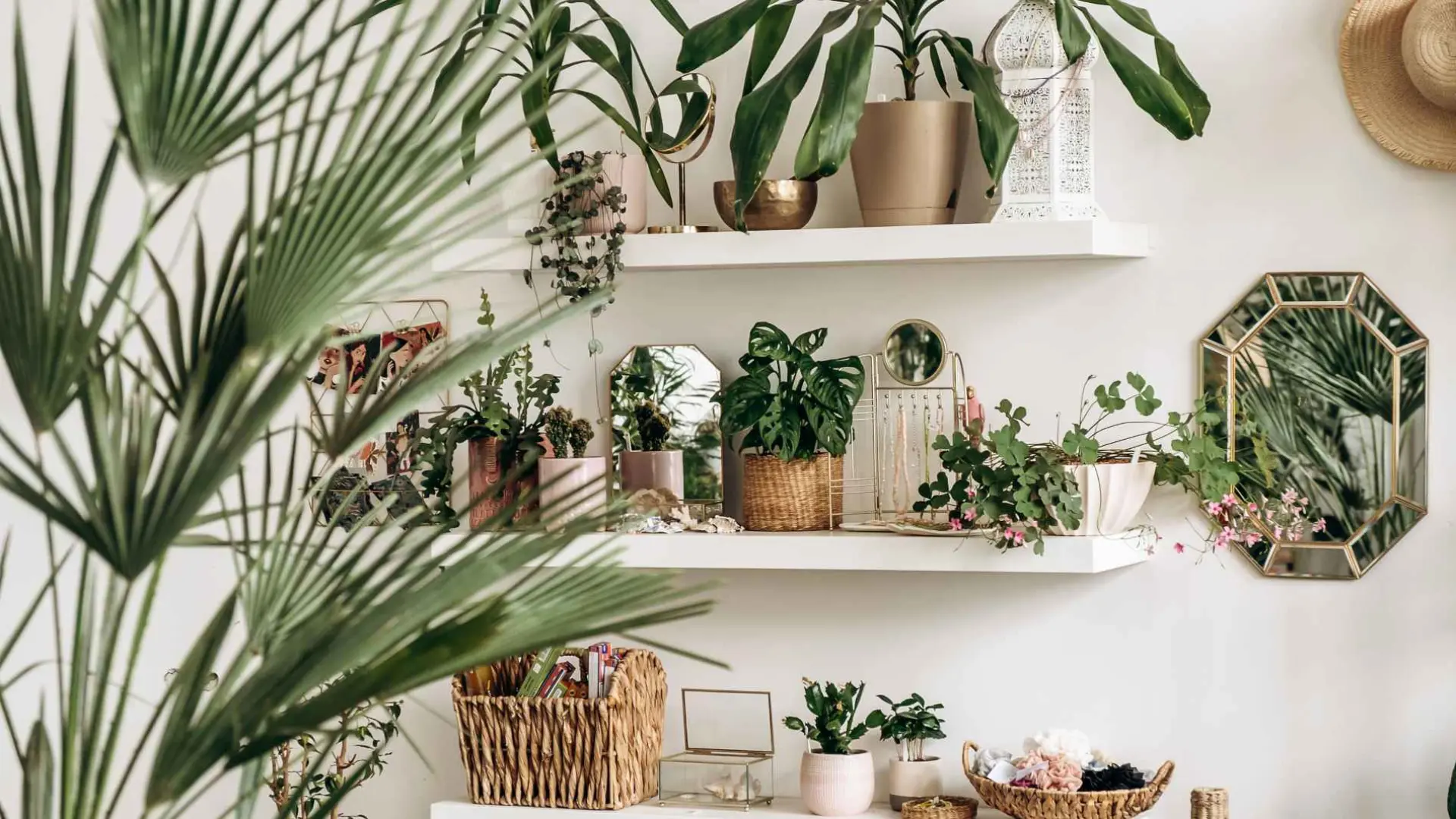 Las mejores plantas para refrescar la casa: ideales para refugiarse del calor