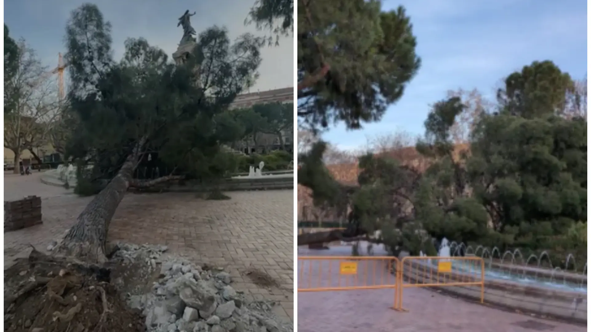 Cambios en la plaza de Los Sitios de Zaragoza: talarán cuatro pinos ...
