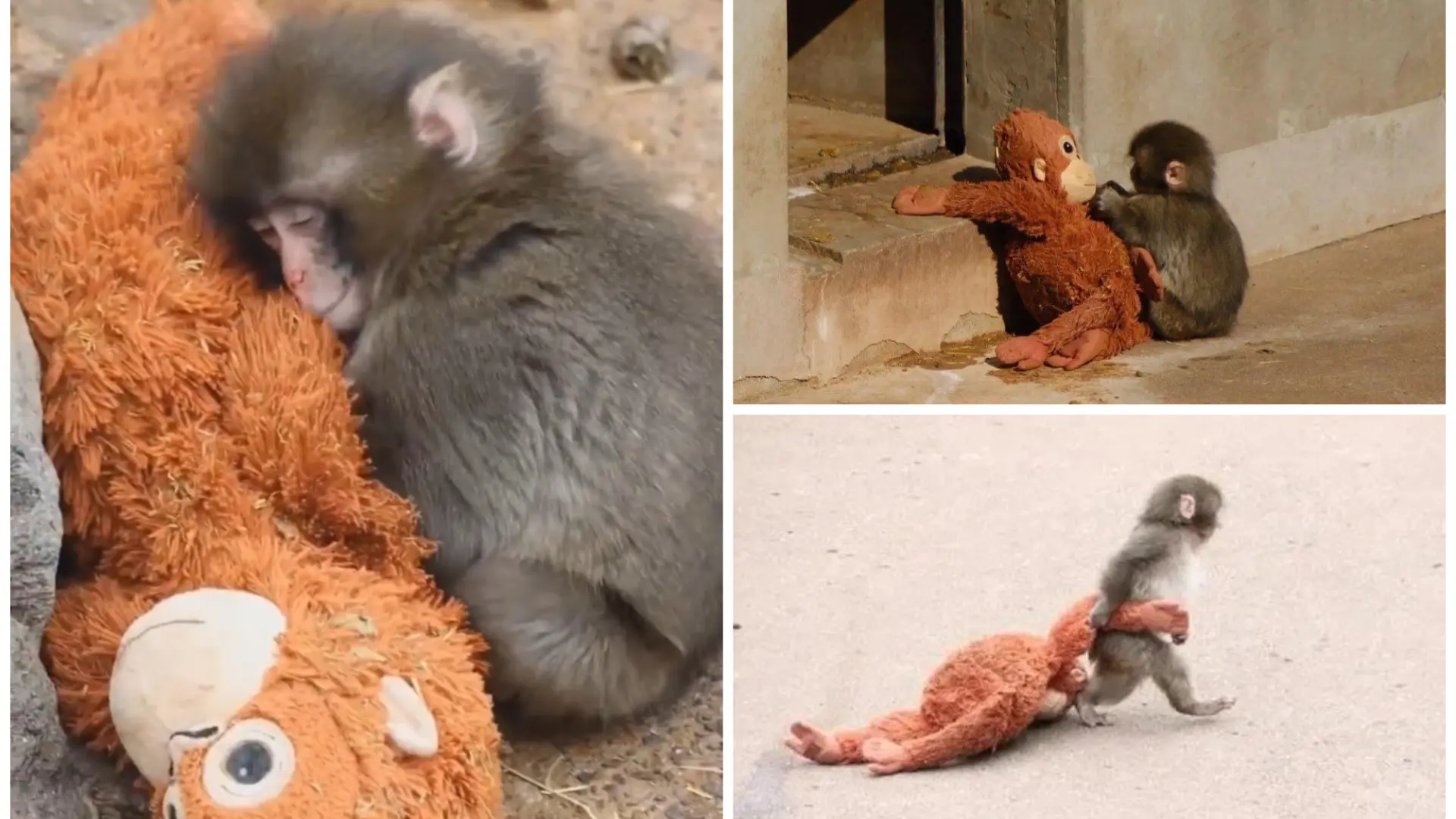 Una organización animalista pide trasladar al monito Punch a un santuario porque en el zoo japonés "sufre un trauma"