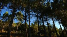 El pinsapar de Orcajo, un bosque de una especie inusual en Aragón, en la comarca de Campo de Daroca.