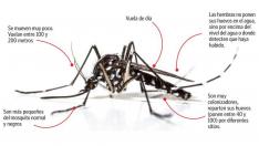 Características del mosquito tigre