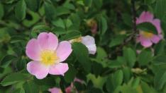 Rosa mosqueta