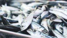 Sardina