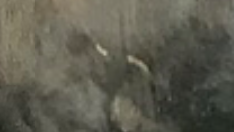 Semental