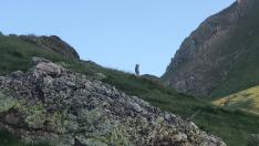 Imagen captada por los cazadores en el monte de Bisaurri.