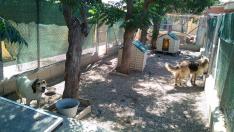 El Centro Municipal de Protección Animal de Zaragoza, este miércoles por la mañana