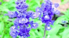 Salvia