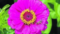 Zinnia