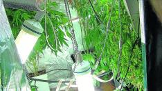 Varias de las plantas que la Guardia Civil halló en casa del detenido en Alagón.