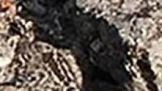 img_emartinezb_20191114-124443_imagenes_lv_terceros_leopardo-kpNC-U471598458957CLF-992x558@LaVanguardia-Web