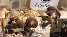Kit de cultivo de setas de la cesta de Fademur.