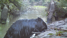 Un castor, fotografiado en una ribera del Ebro en la provincia de Zaragoza.