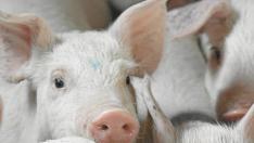 Algunos mataderos cuentan con una campaña de propio para vender a particulares la canal del cerdo.