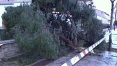 En Épila una rama ha caído sobre la fachada trasera de una residencia