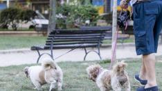 Las nuevas restricciones de Sabiñánigo afectan a quienes pasean a sus perros.