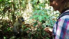 Lucía Buendía, de 27 años, llegó a Gabón para hacer un voluntariado como asistente de investigación, estudiando el comportamiento de un grupo de mandriles.