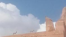 Las cabras montesas 'conquistan' el castillo de Monreal de Ariza.
