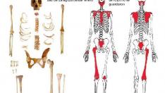 Los huesos atribuidos al Justicia de Aragón (1564-1591)