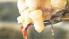 Las manitas de cerdo de la Fonda Carrera, una de las especialidades de la casa.